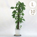 観葉植物 ポトス L 10号鉢 植物 10号 インテリア 室内 リビング 屋外 ベランダ 植木 育てやすい 多年草 おすすめ おしゃれ グリーン 緑 葉 飾り ...