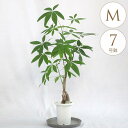 観葉植物 パキラ M 7号鉢 植物 7号 インテリア 室内 リビング 屋外 ベランダ 植木 庭 テラス オフィス 人気 育てやすい おすすめ おしゃれ グリーン 緑 葉 飾り 装飾 ギフト プレゼント 【送料無料】