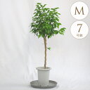 観葉植物 フィカスベンジャミン M 7号鉢 植物 7号 インテリア 室内 リビング 屋外 ベランダ 植木 玄関 庭 テラス オフィス 人気 かわいい おすすめ ...
