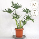観葉植物 フィロデンドロン セローム M 7号鉢 植物 7号 インテリア 室内 リビング 屋外 ベランダ 植木 玄関 庭 テラス オフィス 多年草 ヒトデカズラ...