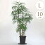 観葉植物 シュロチク L 10号鉢 植物 10号 インテリア 室内 リビング 屋外 ベランダ 植木 玄関 庭 テラス オフィス 人気 お祝い 贈呈 記念 おすすめ おしゃれ グリーン 緑 葉 飾り 装飾 ギフト プレゼント 【送料無料】