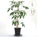 観葉植物 幸せを呼ぶ ツピダンサス L 10号鉢 植物 10号 インテリア 室内 リビング 屋外 ベランダ 植木 玄関 庭 テラス オフィス 人気 幸福 育てや...