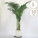 観葉植物 アレカヤシ L 10号鉢 植物 10号鉢 インテリア 室内 リビング 屋外 ベランダ 植木 玄関 庭 テラス オフィス 人気 南国 アジアン 運気 おすすめ おしゃれ グリーン 緑 葉 飾り 装飾 ギフト プレゼント 【送料無料】