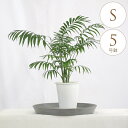 観葉植物 テーブルヤシ S 5号鉢 植物 インテリア 室内 リビング 屋外 ベランダ 植木 玄関 庭 テラス オフィス 人気 育てやすい 運気 風水 おすすめ ...