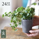 フェイクグリーン 鉢付き おしゃれ プミラ ポット ミニ 3号 人工観葉植物 鉢植え インテリアグリーン 卓上 室内 小さめ 小型 鉢植 鉢 ボタニカル 緑 造...