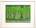 藤田不美夫 「 白樺の林 B 」 木版画 【中古】