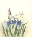 中村千春 「 菖蒲 」 色紙絵