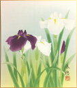 藤田春穂 「 菖蒲 」 色紙絵