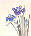 秋田 功「 菖蒲 」 色紙絵
