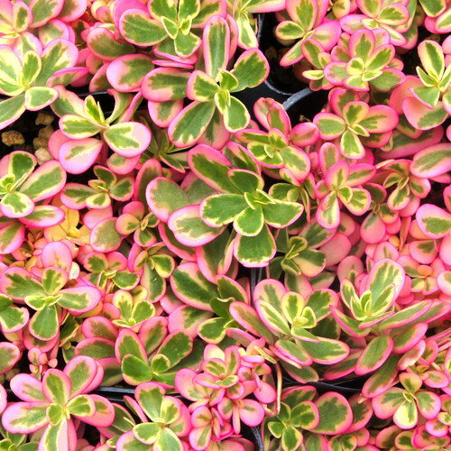 斑入りポーチュラカ【ピーチバタフライ】　9cmポット苗【花色ローズ】のサムネイル