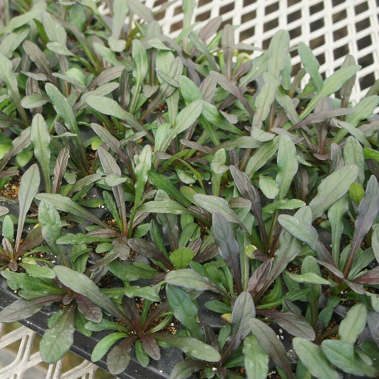 アジュガ【チョコレートチップ】　たっぷり60株セット　1株あたり83円【緑のじゅうたんを作りましょう♪】のサムネイル