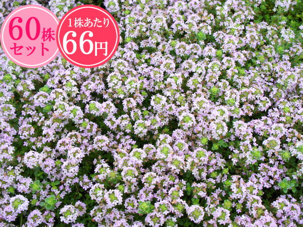 クリーピングタイム【桃花】　たっぷり60株セット　1株あたり66円【香りのじゅうたんを作りましょう♪】