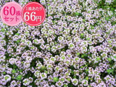 https://thumbnail.image.rakuten.co.jp/@0_mall/gck87/cabinet/groundcover/groundcover010-c.jpg