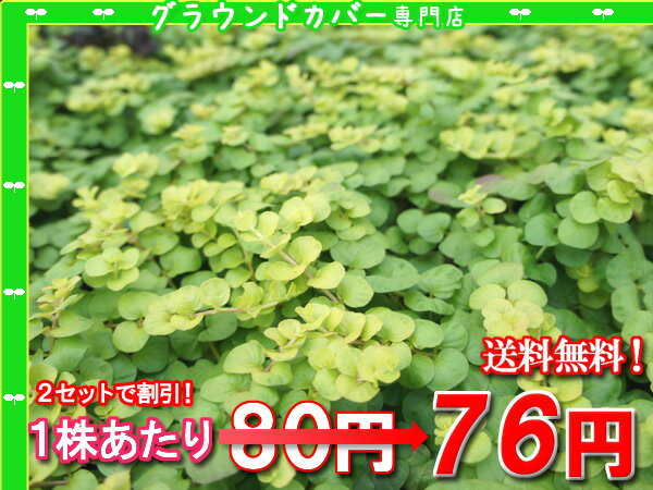 【シルバープライス】リシマキア【オーレア】　たっぷり120株セット　1株あたり76円【緑のじゅうたんを作りましょう♪】