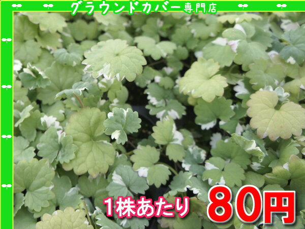 グレコマ　たっぷり60株セット　1株あたり78円【緑のじゅうたんを作りましょう♪】