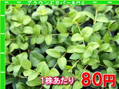 https://thumbnail.image.rakuten.co.jp/@0_mall/gck87/cabinet/groundcover/groundcover073-1.jpg
