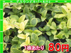 https://thumbnail.image.rakuten.co.jp/@0_mall/gck87/cabinet/groundcover/groundcover077-1.jpg