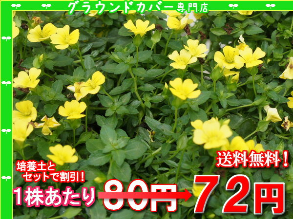 【ゴールドプライス】メカルドニア【モンフレール】　たっぷり60株セット ＋ グランドカバー専用培養土 40L　1株あたり72円【緑のじゅうたんを作りましょう♪】