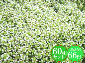 クリーピングタイム【白花】　たっぷり60株セット　1株あたり66円【香りのじゅうたんを作りましょう♪】