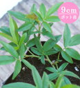 モッコウバラ（白花）　9cmポット苗【緑のじゅうたんを作りましょう♪】