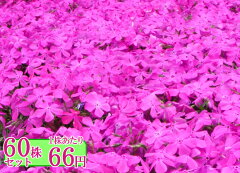 https://thumbnail.image.rakuten.co.jp/@0_mall/gck87/cabinet/groundcover2/groundcover183-1.jpg