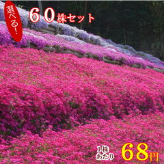 https://thumbnail.image.rakuten.co.jp/@0_mall/gck87/cabinet/groundcover2/shibazakura09-0.jpg