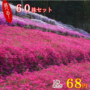 シバザクラ（芝桜）　たっぷり60株セット苗　【品種が選べる！30株2セット】