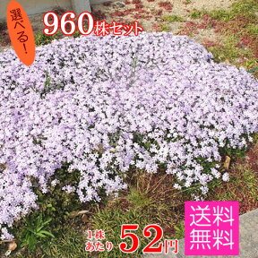 シバザクラ（芝桜）　たっぷり960株セット苗【品種が選べる！】【送料無料】 （60株×16口選択）