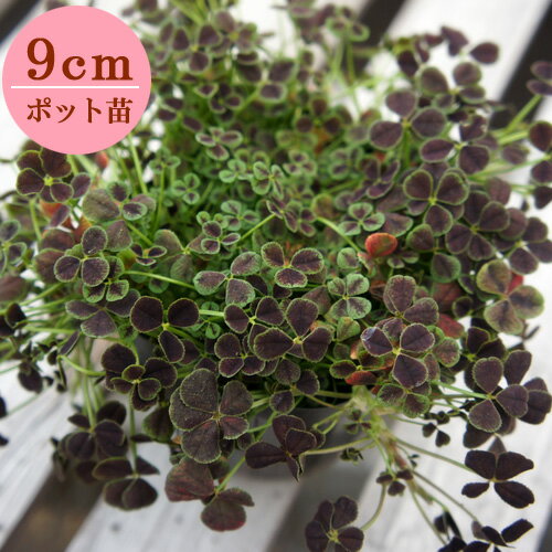 四つ葉のクローバー　9cmポット苗【緑のじゅうたんを作りましょう♪】のサムネイル