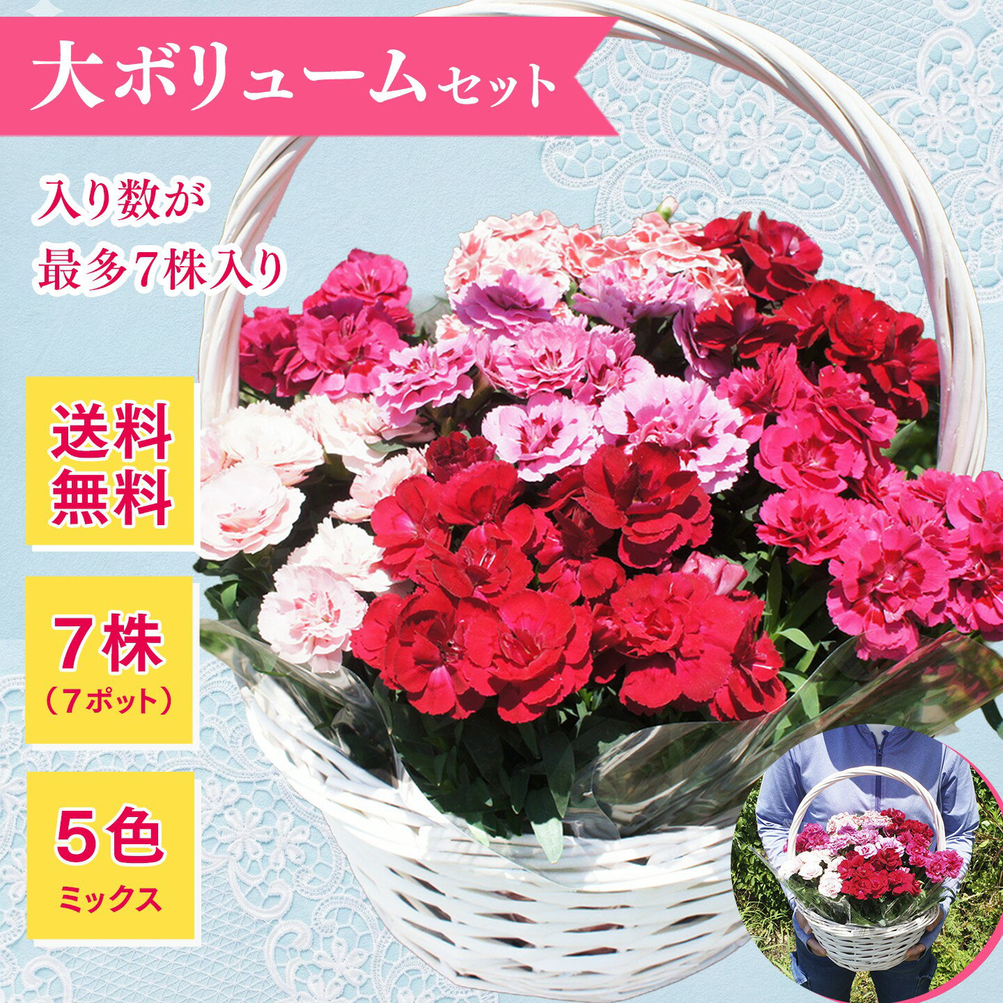 ガーデンカーネーション【オスカー】山盛りバスケット（7株入り 5色ミックス）◆送料無料！◆母の日2026