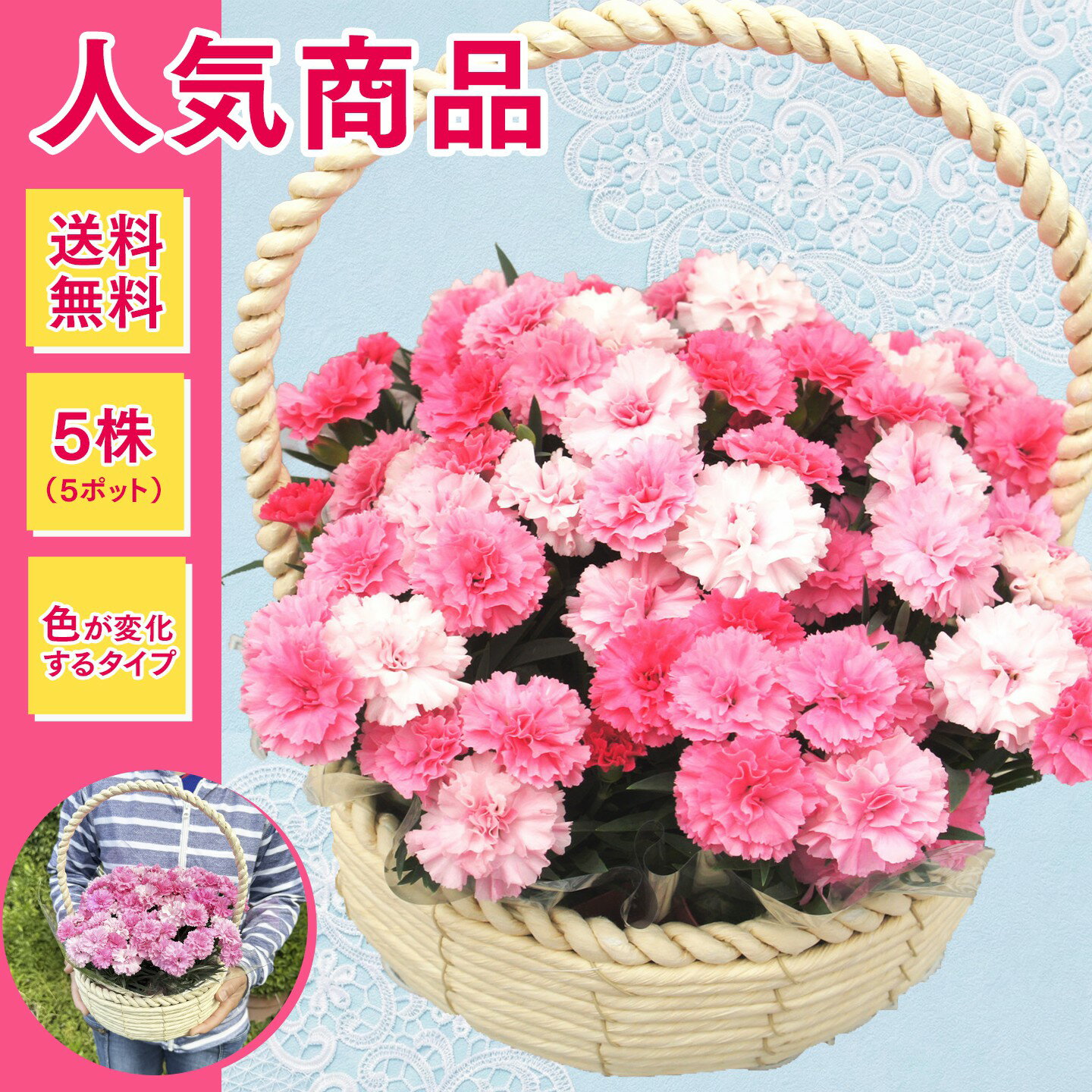 ガーデンカーネーション【アイラブユー】バスケット（5株入り 花色が変化するタイプ）◆送料無料！◆母の日2026の商品画像