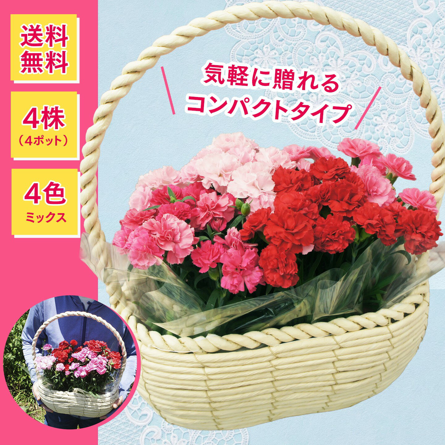 カーネーション【プリティ】ミニバスケット （4株入り 4色ミックス）◆送料無料！◆母の日2026