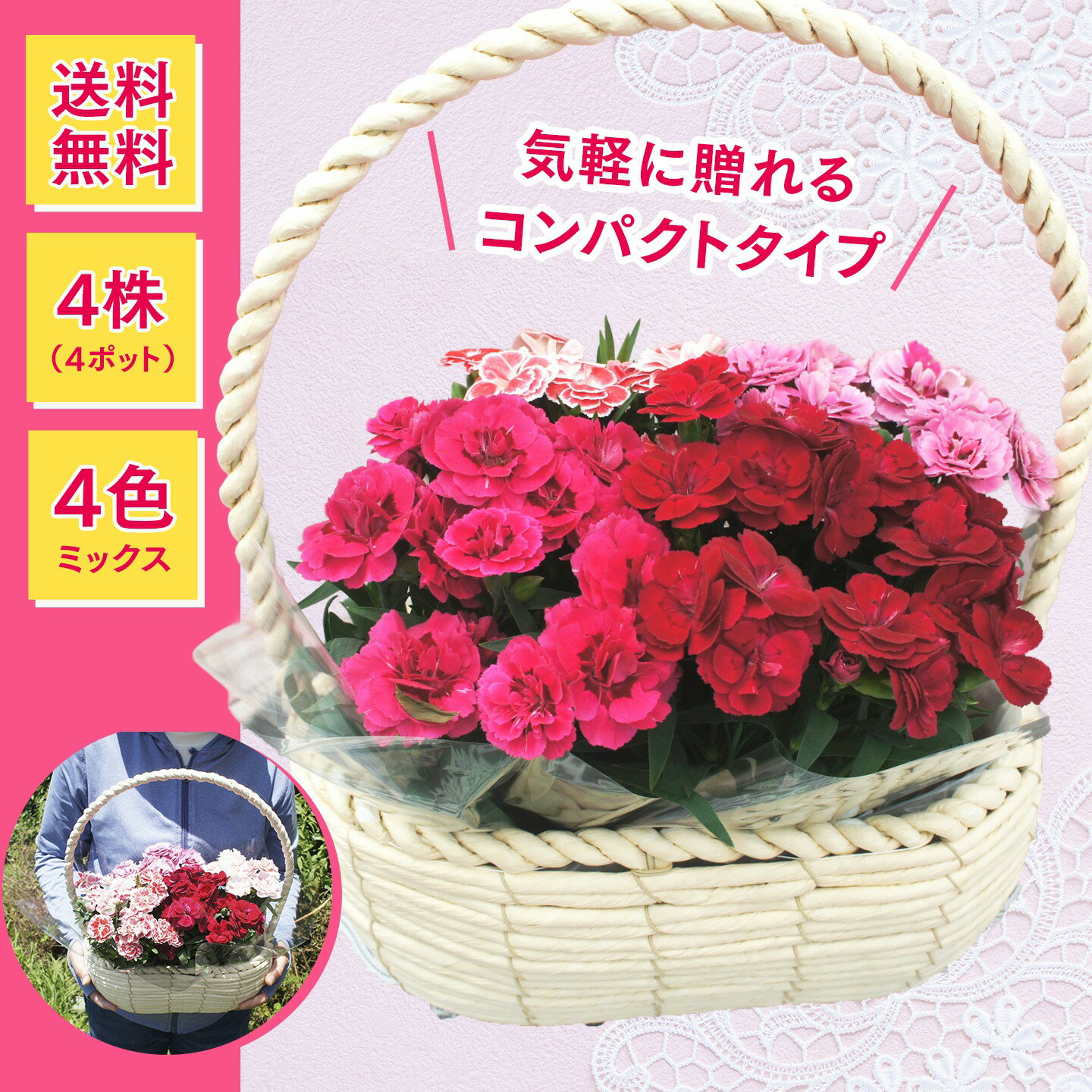 ガーデンカーネーション【オスカー】ミニバスケット （4株入り 4色ミックス）◆送料無料！◆母の日2026