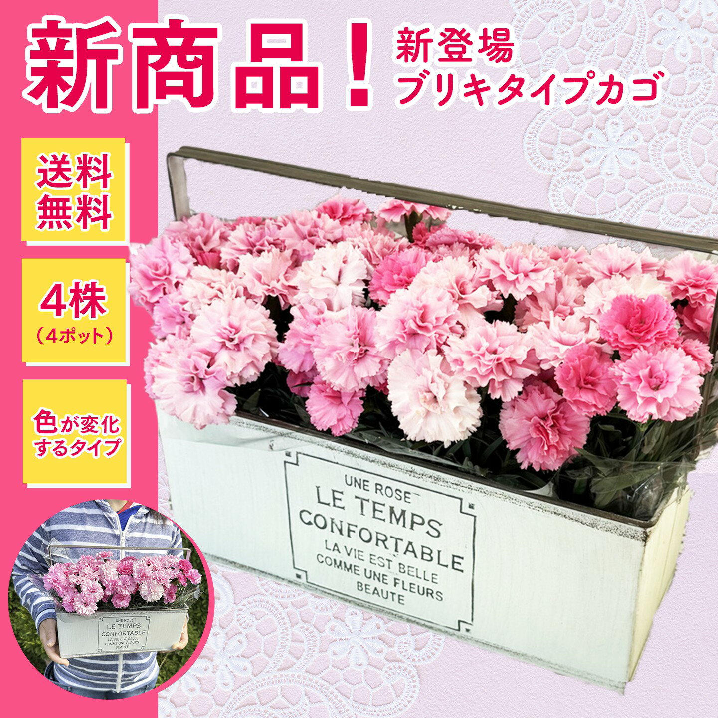 ガーデンカーネーション【アイラブユー】ブリキカゴ （4株入り 花色が変化するタイプ）◆送料無料！◆母の日2026