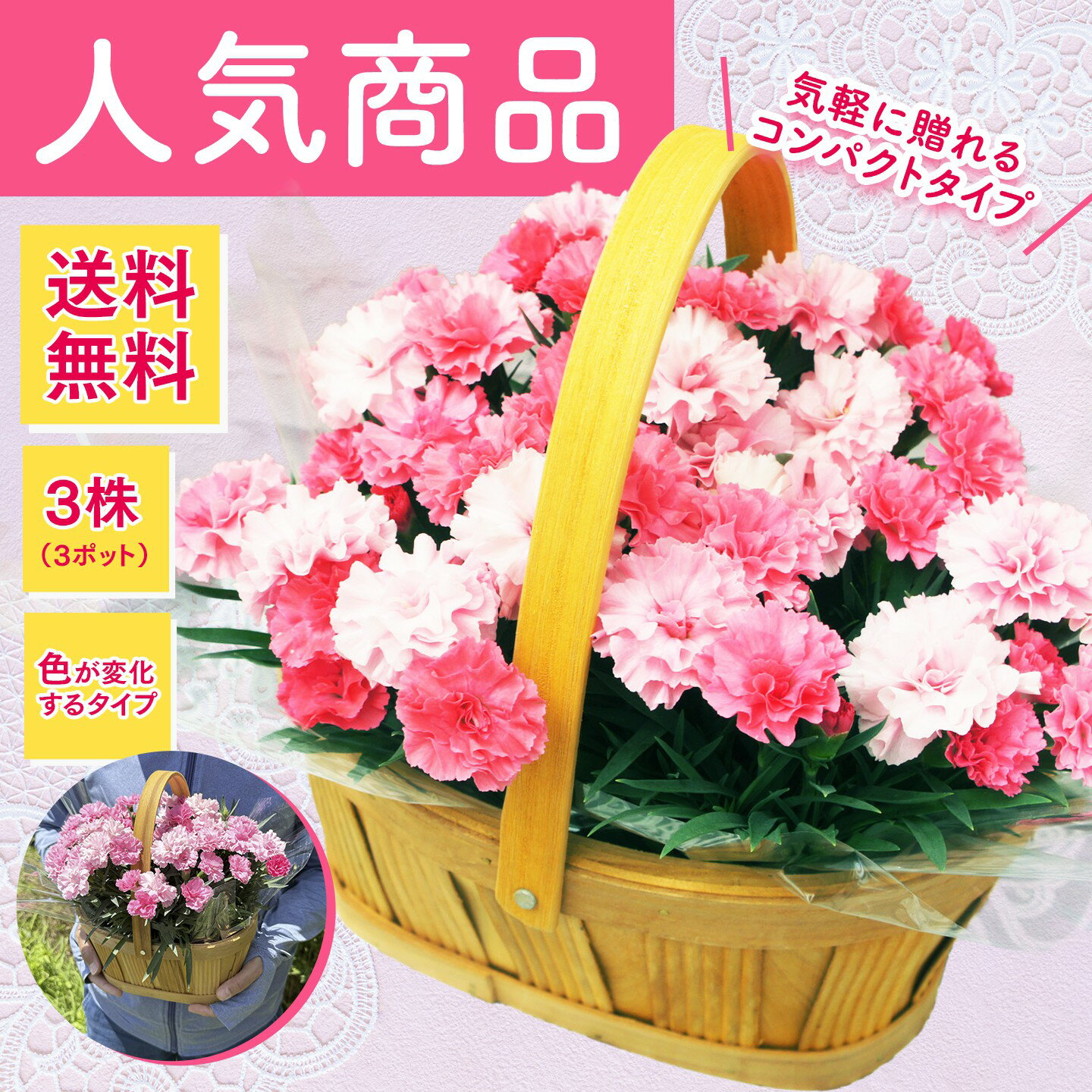 ガーデンカーネーション【アイラブユー】木製バスケット （3株入り 花色が変化するタイプ）◆送料無料！◆母の日2026