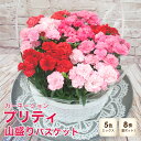 カーネーション【プリティ】山盛りバスケット (8株入り 5色ミックス)◆送料無料!◆母の日2025