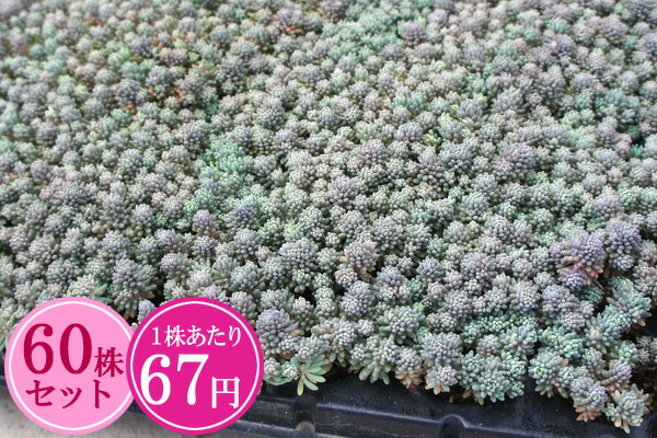 多肉植物 セダム【ヒスパニクム　プルプレア】　たっぷり60株セット　1株あたり67円【香りのじゅうたんを作りましょう♪】のサムネイル