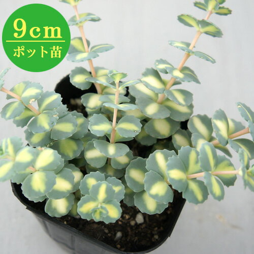 多肉植物 ヒロテレフィウム【斑入りミセバヤ】　9cmポット苗（セダム）のサムネイル