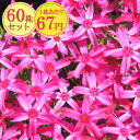 シバザクラ(芝桜)【あかつき】 たっぷり60株セット 1株あたり67円【花のじゅうたんを作りましょう♪】