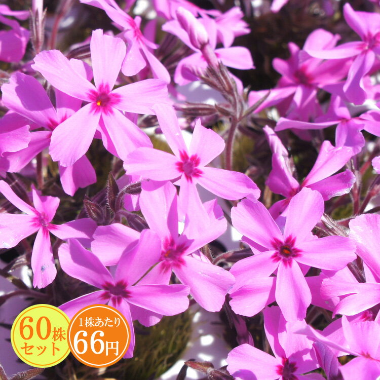 シバザクラ（芝桜）【アレキサンダーサプライズ】　たっぷり60株セット　1株あたり66円【花のじゅうた..