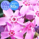 シバザクラ(芝桜)【紅笠乙女】 たっぷり60株セット 1株あたり78円【花のじゅうたんを作りましょう♪】
