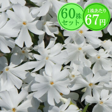 シバザクラ（芝桜）【エメラルドクッション（白花）】　たっぷり60株セット　1株あたり67円【花のじゅうたんを作りましょう♪】