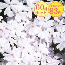 シバザクラ(芝桜)【春がすみ】 たっぷり60株セット 1株あたり83円【花のじゅうたんを作りましょう♪】