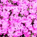 シバザクラ(芝桜)【マクダニエルクッション】【2024秋苗】 たっぷり60株セット 1株あたり66円【花のじゅうたんを作りましょう♪】