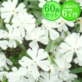 【2023年苗】シバザクラ（芝桜）【カルビデスホワイト】　たっぷり60株セット　1株あたり67円【花のじゅうたんを作りましょう♪】