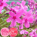 シバザクラ（芝桜）【レッドウイング】　たっぷり60株セット　1株あたり67円【花のじゅうたんを作りましょう♪】