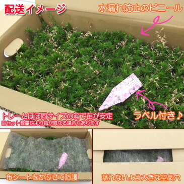 シバザクラ（芝桜）【エメラルドクッション（白花）】　たっぷり60株セット　1株あたり67円【花のじゅうたんを作りましょう♪】