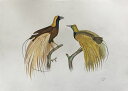 オオフウチョウ 鳥の絵 手描き 絶滅種 ポスター 額入り 世界の鳥 インテリア 壁掛け 送料無料