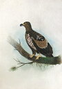 オオワツ 鳥の絵 手描き 絶滅種 ポスター 額入り 世界の鳥 インテリア 壁掛け 送料無料
