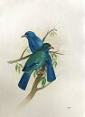 ブップウソウ 鳥の絵 手描き 絶滅種 ポスター 額入り 世界の鳥 インテリア 壁掛け 送料無料